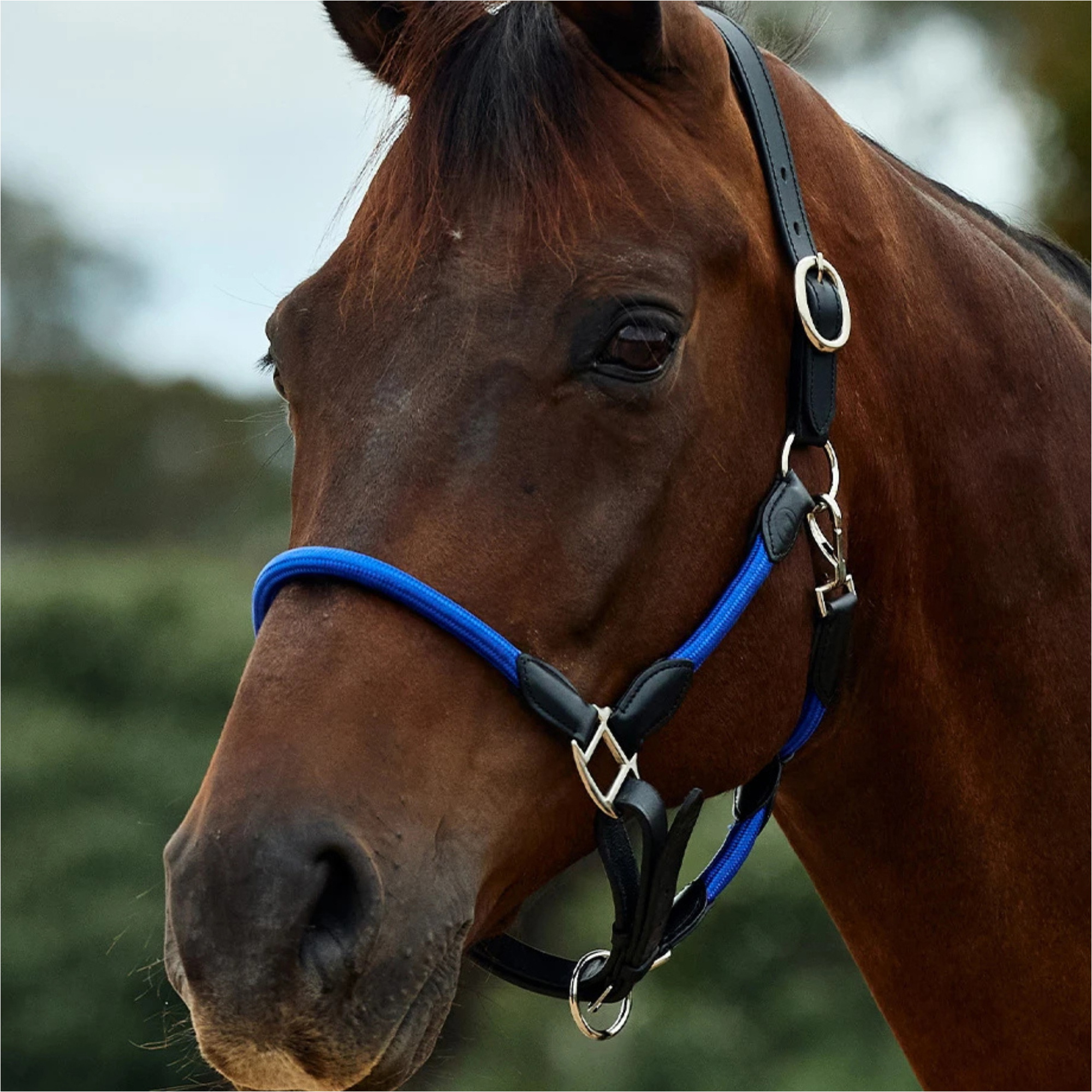 2026 Dublin Lederseil Halfter 1031533 - Cobalt / Black